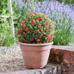 Smart Solar Topiary Red Rose Ball 30cm - Alton Garden Centre 6 Smart Solar Topiary Red Rose Ball 30cm - Alton Garden Centre -Konstsmidy Shop products 2475182 5601002 1 2 3 600