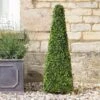 Smart Garden Artificial Boxwood Obelisk 90cm - Alton Garden Centre