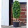 Uovo Topiary Tree 60cm - Alton Garden Centre -Konstsmidy Shop products uovo